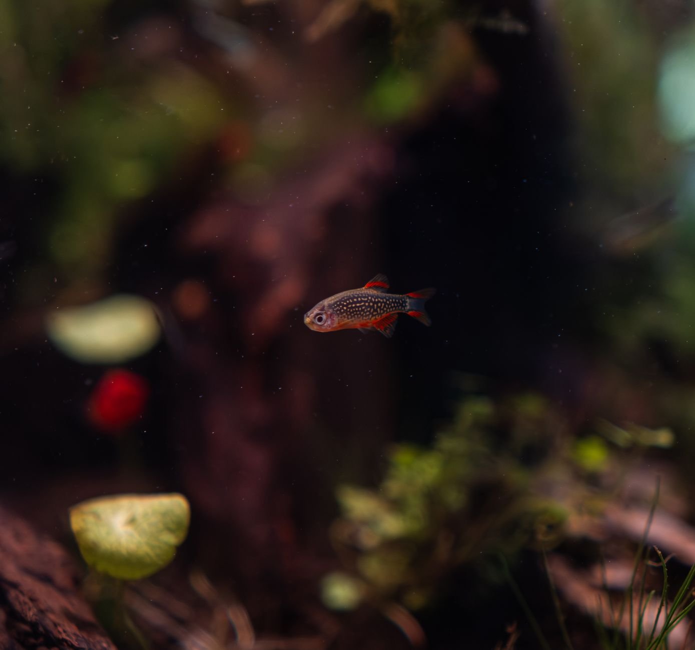 Nano acuario plantado tipo aquascaping con luz suave