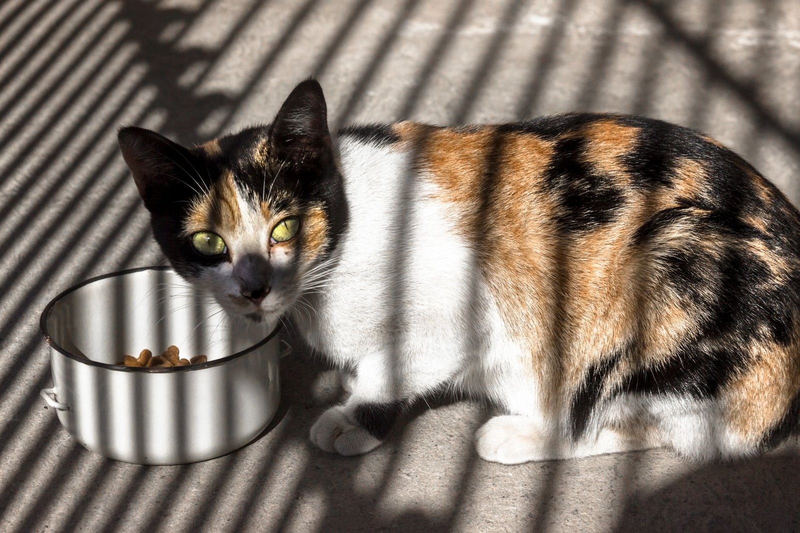 Gato comiendo pienso de un cuenco en el suelo