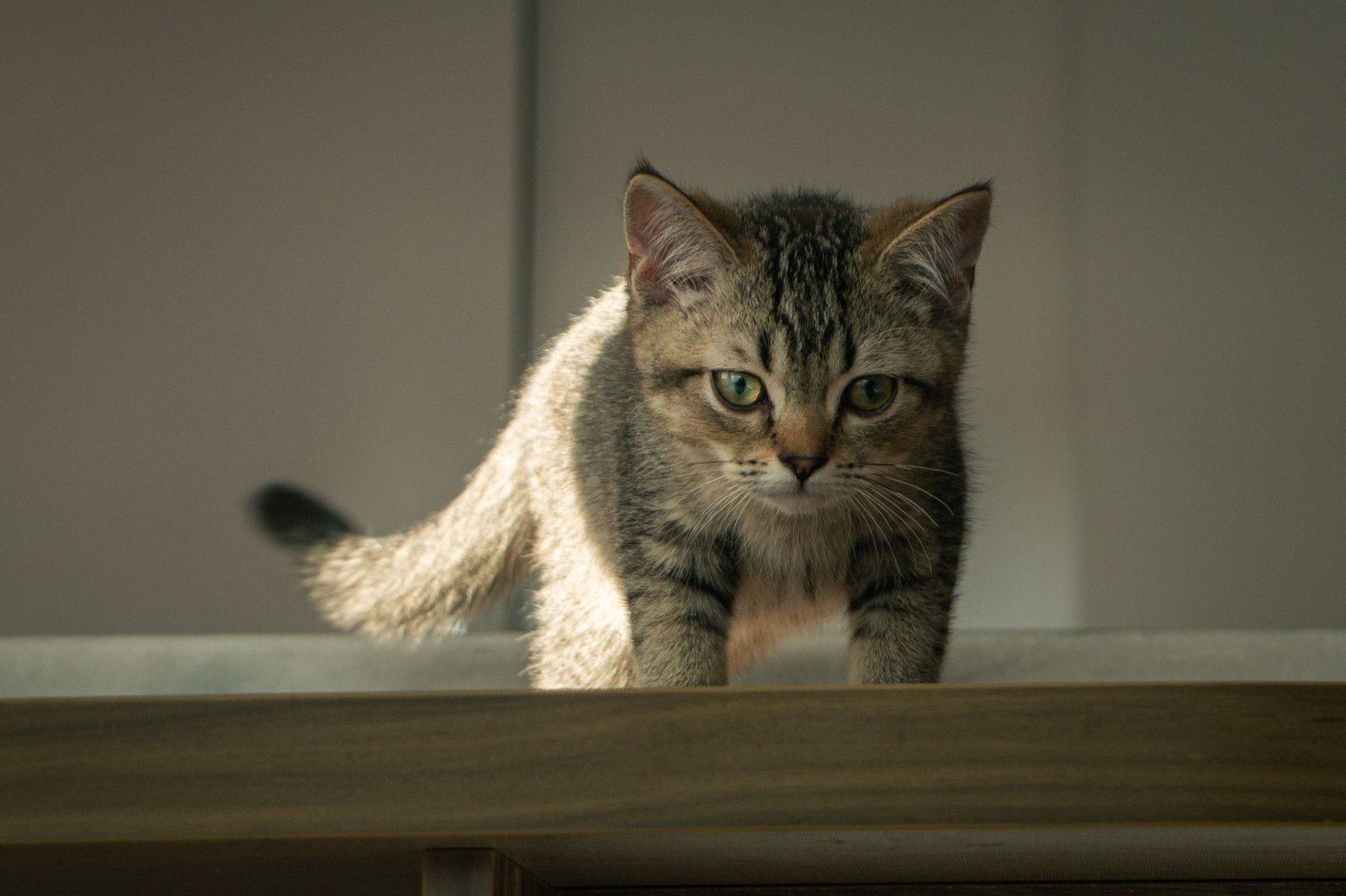 Gatito atigrado explorando una habitación con luz suave