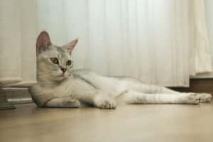 Gato tranquilo tumbado junto a una ventana en casa