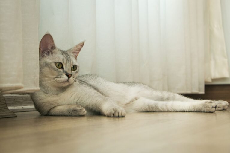 Gato tranquilo tumbado junto a una ventana en casa