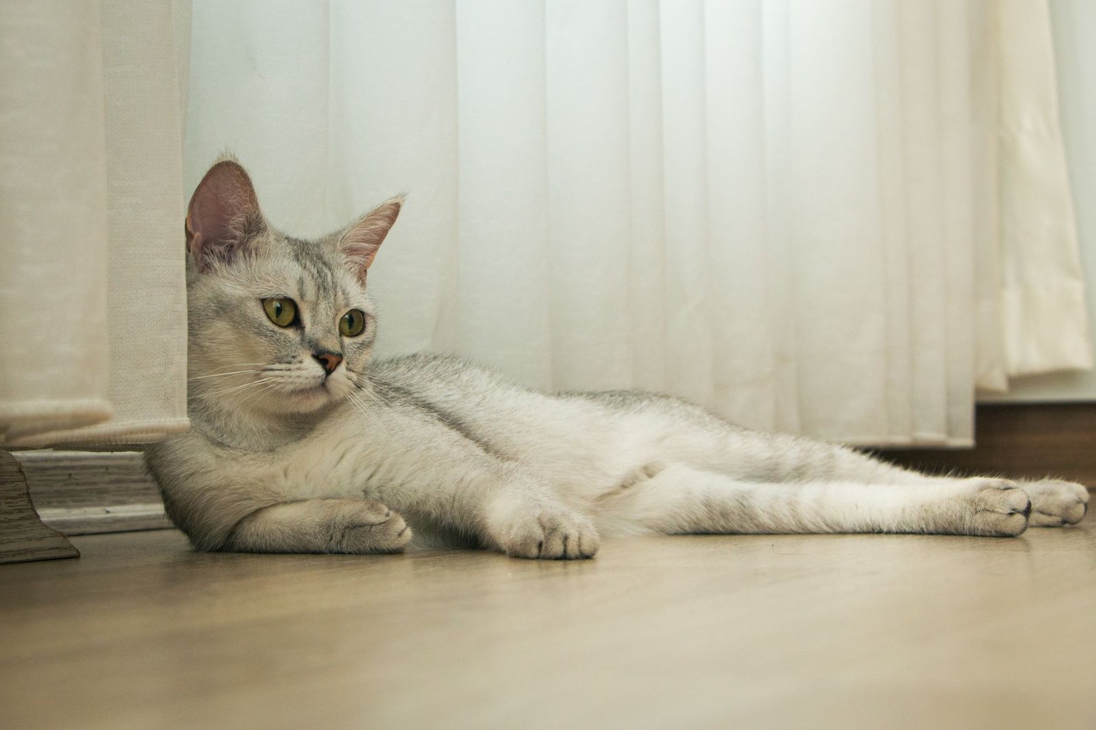 Gato tranquilo tumbado junto a una ventana en casa