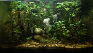 Acuario plantado de agua dulce completamente montado, con peces ángel nadando entre plantas