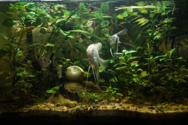 Acuario plantado de agua dulce completamente montado, con peces ángel nadando entre plantas