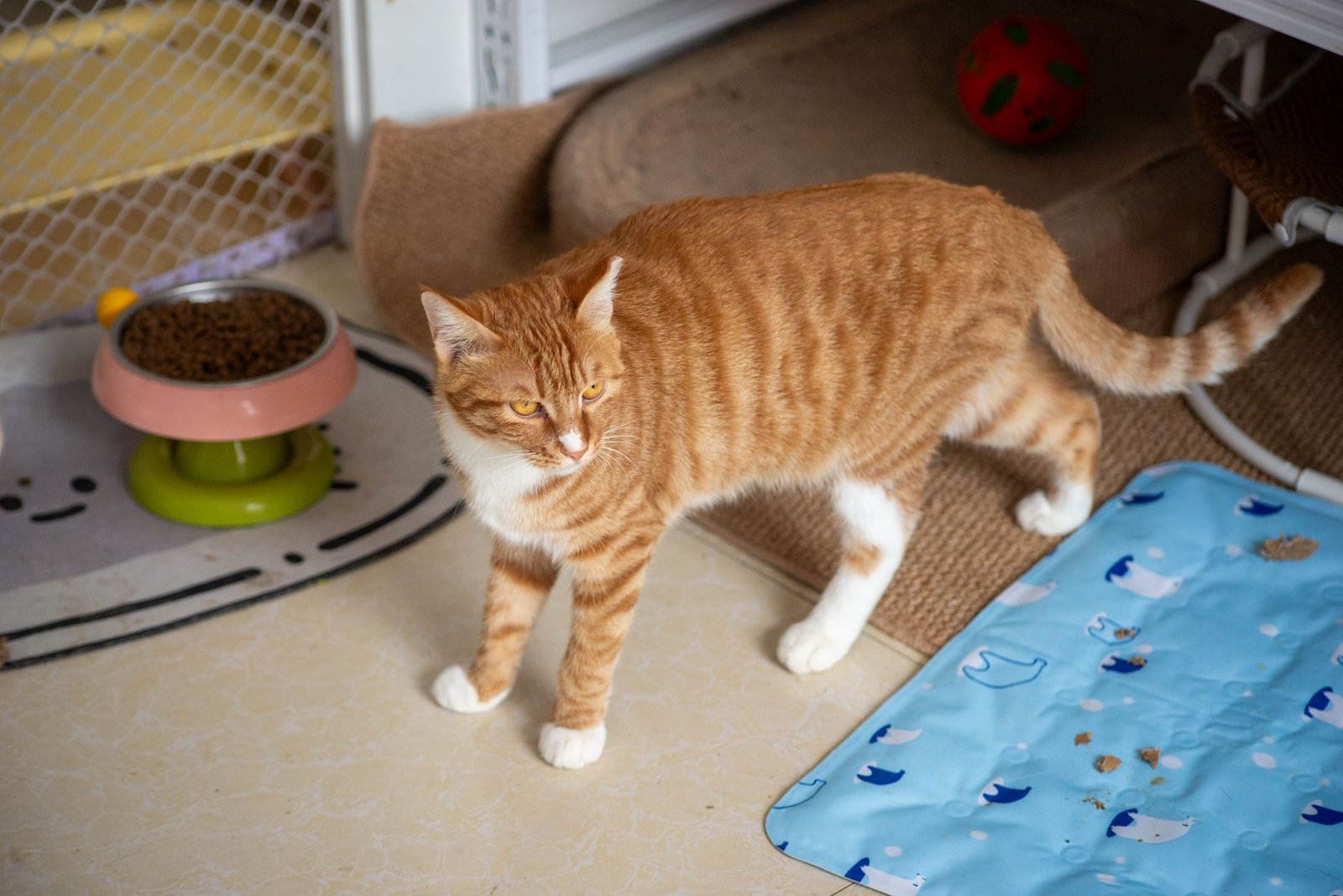 Gato explorando accesorios para mascotas en un salón