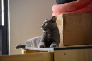 Gato tranquilo en el interior de una vivienda, el entorno donde se usa la arena aglomerante del arenero