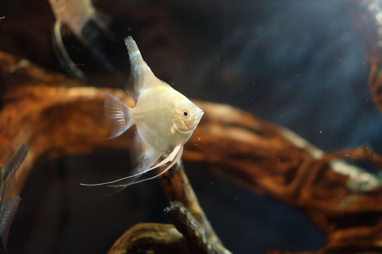 Pez ángel nadando junto a un tronco decorativo en un acuario