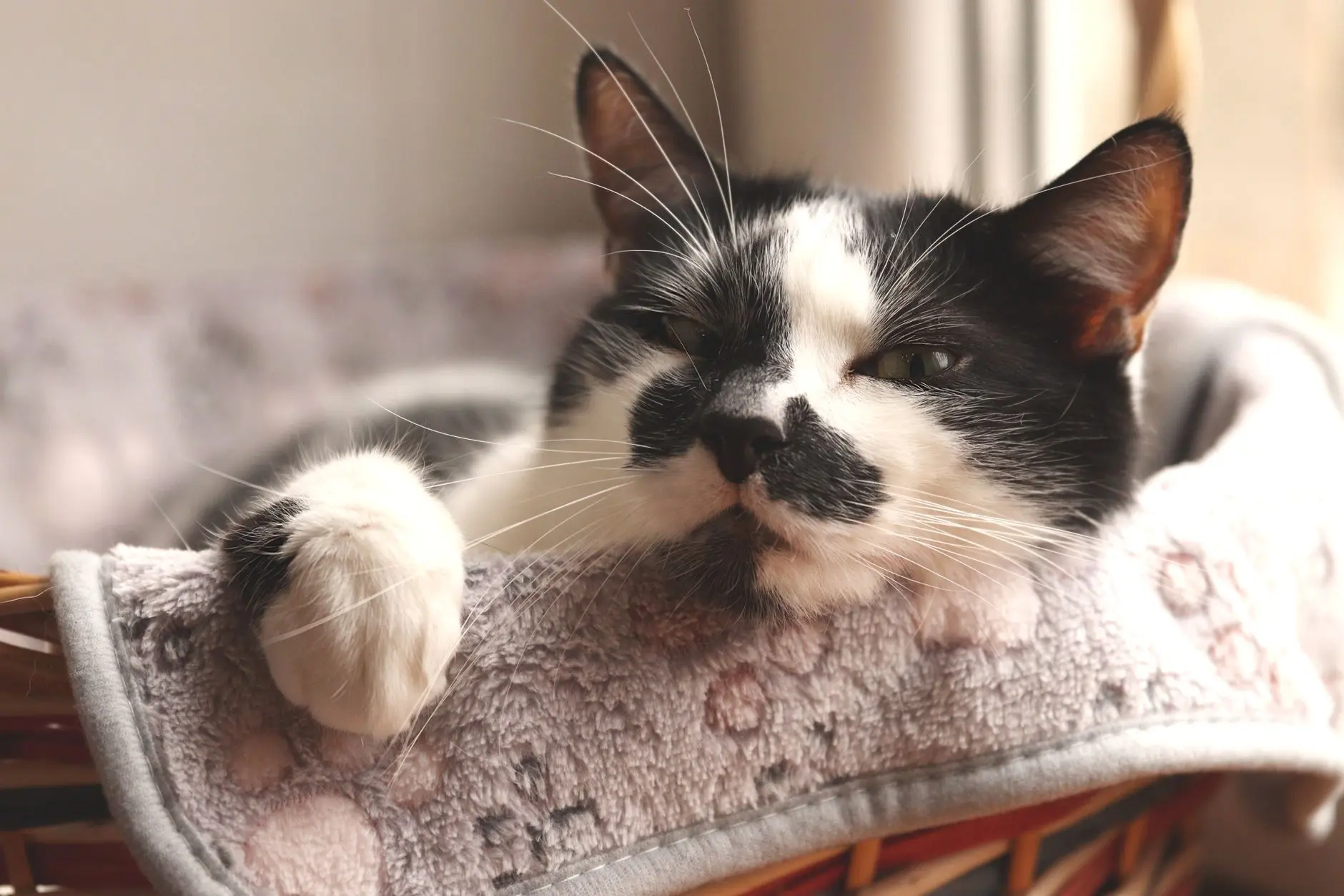 Gato tranquilo y relajado descansando en casa