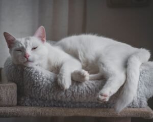 Gato blanco descansando sobre una cama mullida y suave
