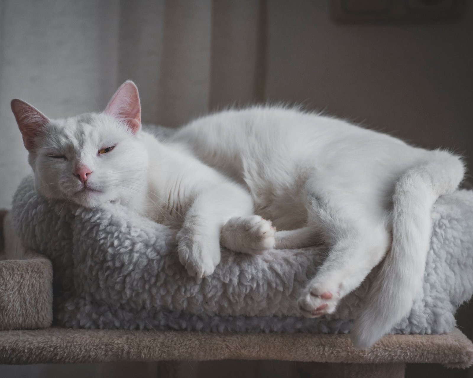 Gato blanco descansando sobre una cama mullida y suave