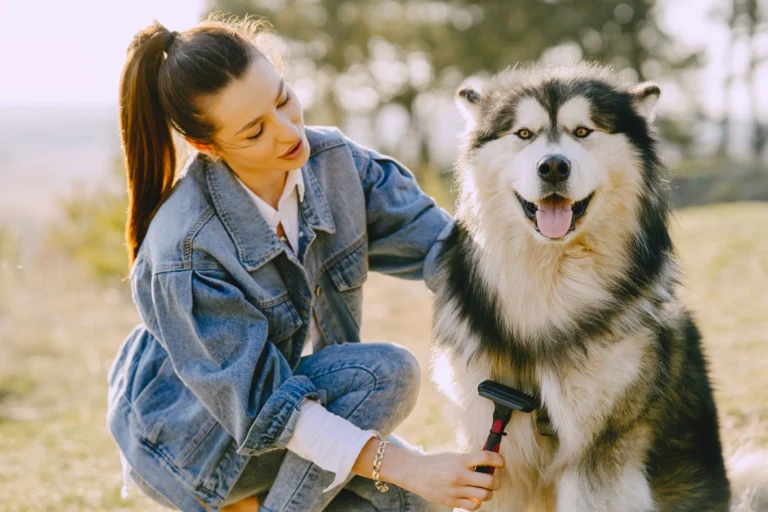 Mujer cepillando a un Husky siberiano de doble capa al aire libre