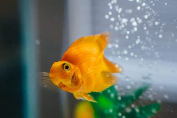 Pez dorado en un acuario con agua limpia gracias al caudal correcto de filtro