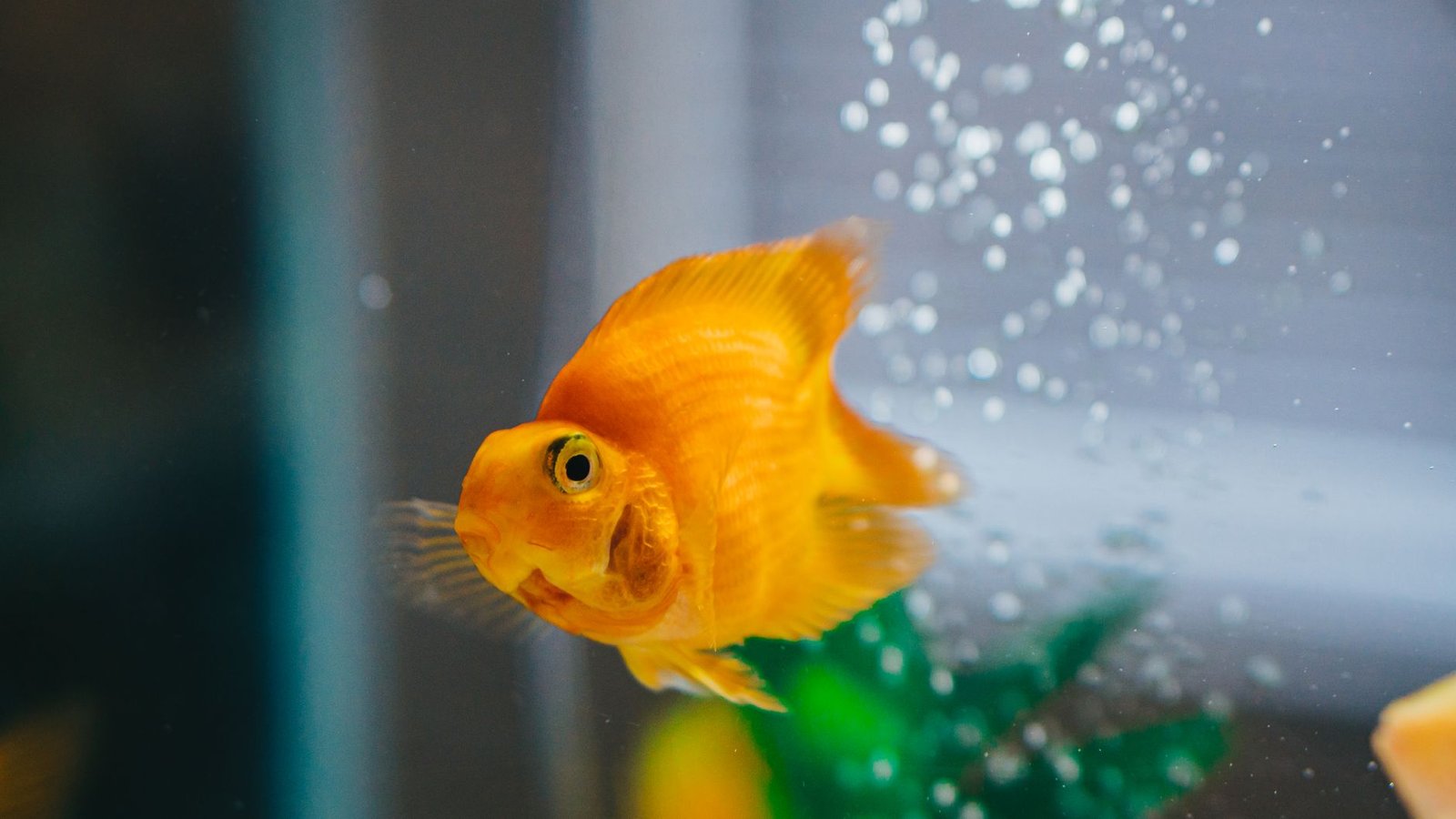 Pez dorado en un acuario con agua limpia gracias al caudal correcto de filtro