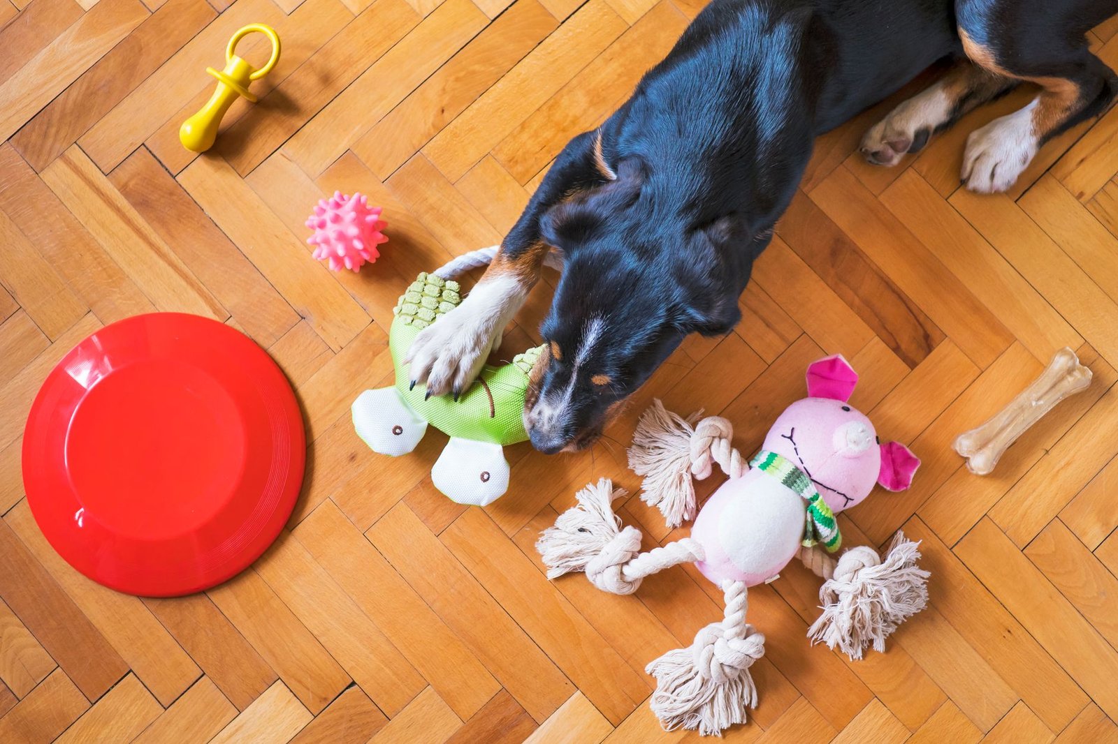Perro negro jugando con juguetes de colores sobre suelo de madera