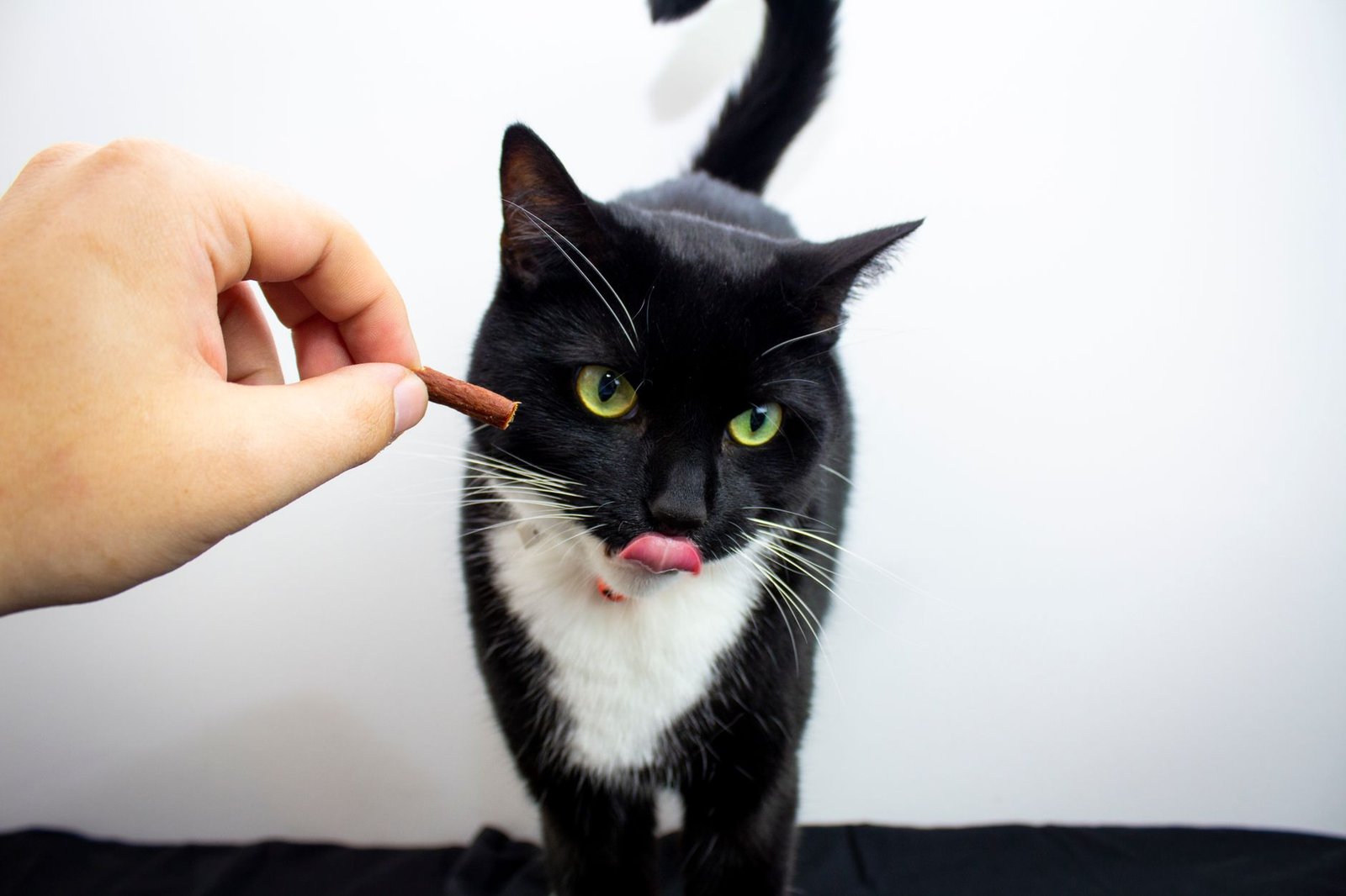 Gato recibiendo una golosina como refuerzo positivo