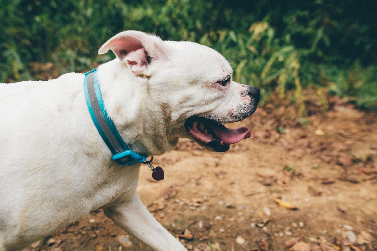 Perro con collar caminando por un sendero de tierra al aire libre