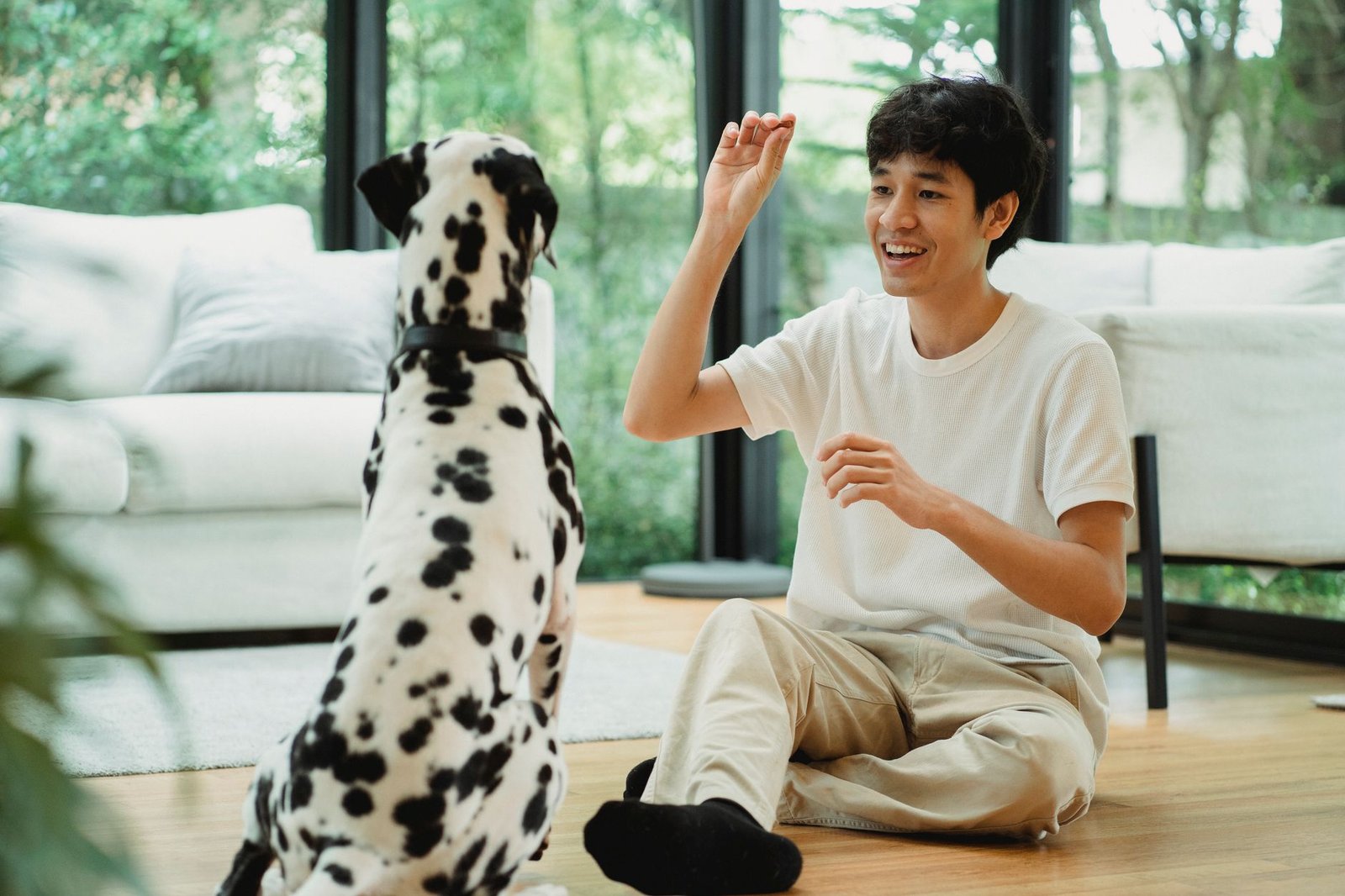 Hombre entrenando a un perro con premio en un adiestramiento en positivo