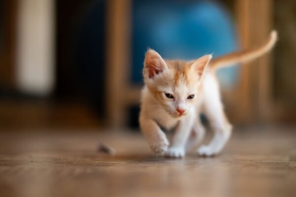 Gatito explorando el interior de una casa sobre un suelo de madera