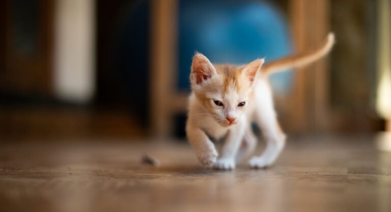 Gatito explorando el interior de una casa sobre un suelo de madera