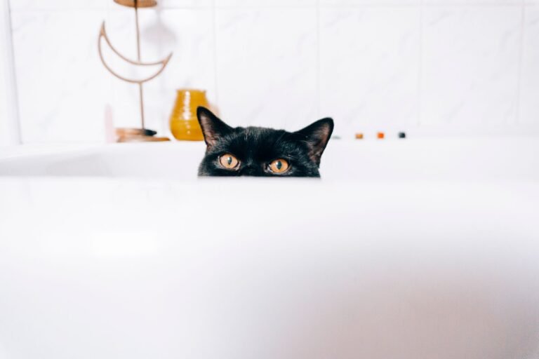 Gato negro asomado al borde de una bañera en un cuarto de baño