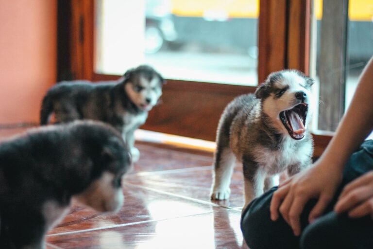 Cachorros jugando sobre el suelo de una habitación interior