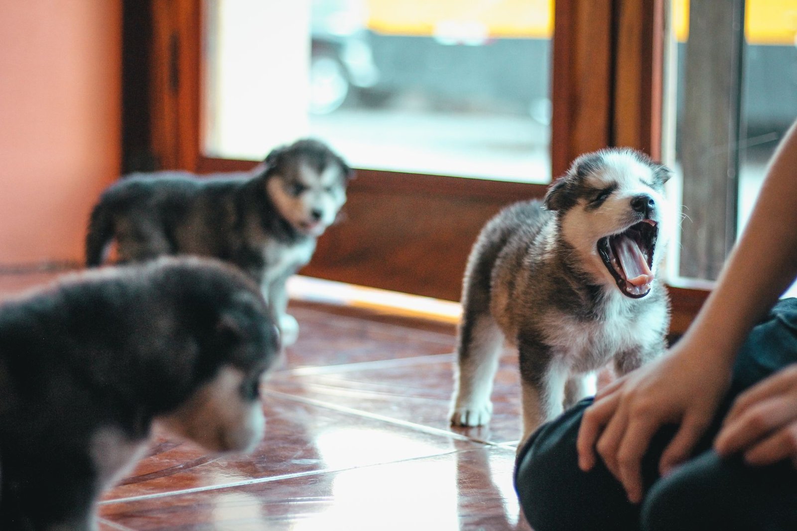 Cachorros jugando sobre el suelo de una habitación interior