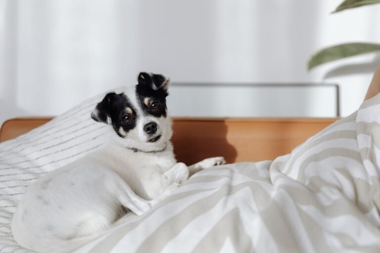 Perro blanco y negro tumbado en una cama con luz natural