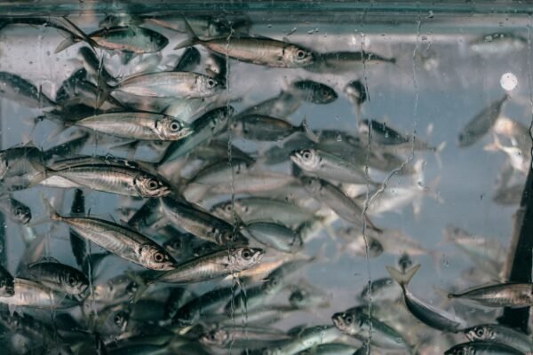 Acuario de agua dulce con agua transparente gracias a la filtración