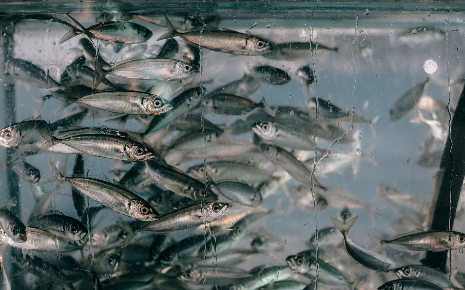 Acuario de agua dulce con agua transparente gracias a la filtración