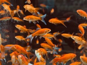Peces dorados nadando en un acuario, ejemplo del agua templada que necesita un calentador bien dimensionado