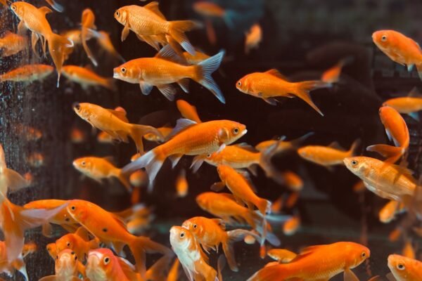 Peces dorados nadando en un acuario, ejemplo del agua templada que necesita un calentador bien dimensionado