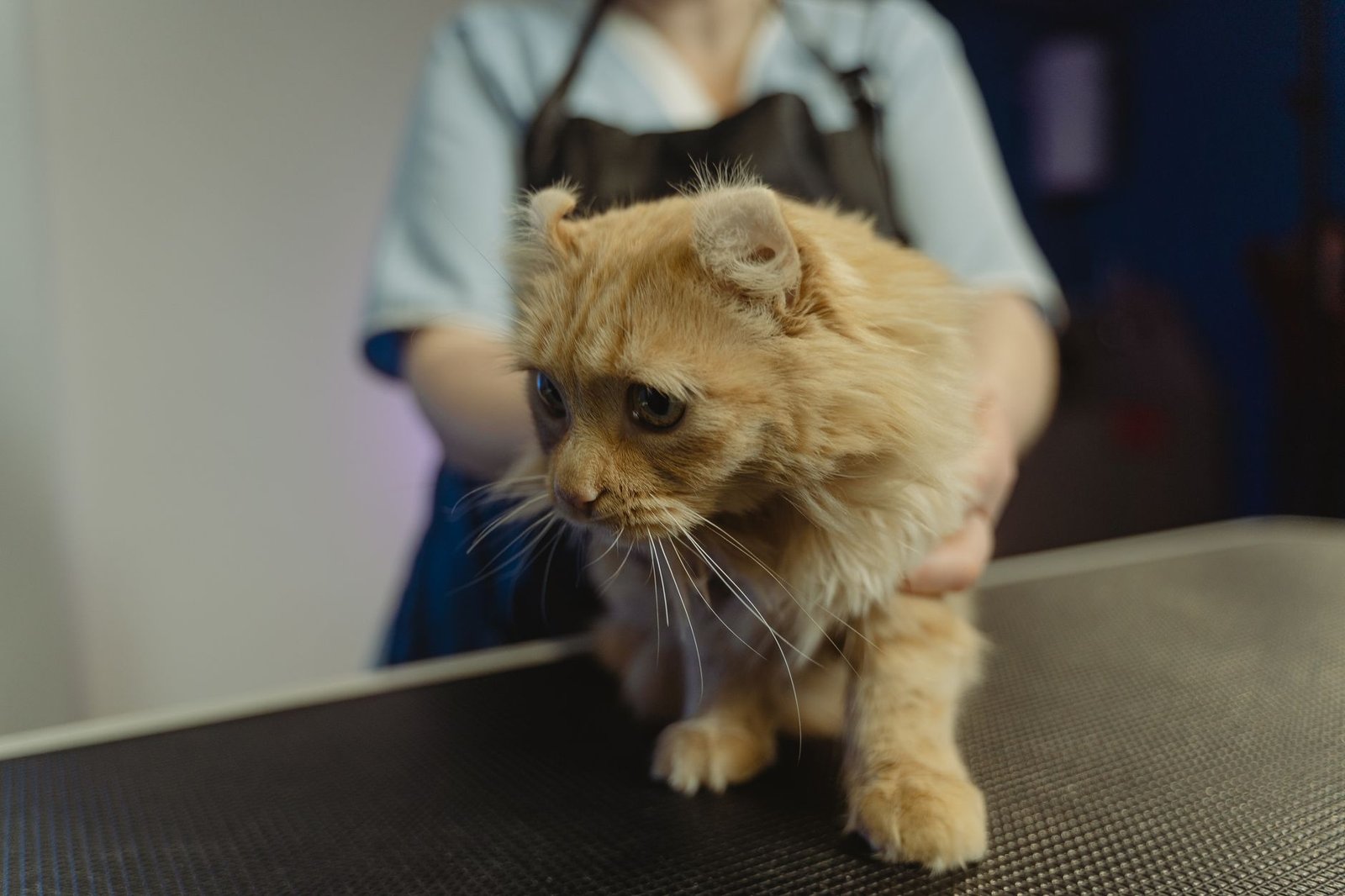 Gato tranquilo durante una revisión veterinaria