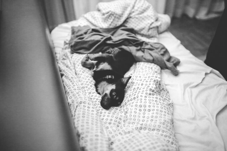 Cachorro tumbado en una cama mullida para perros