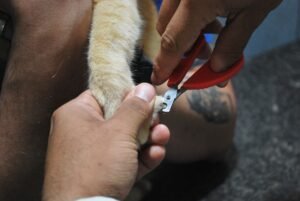 Uña de un perro siendo cuidada de cerca con una herramienta eléctrica de limado