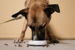 Perro comiendo pienso de su comedero en casa