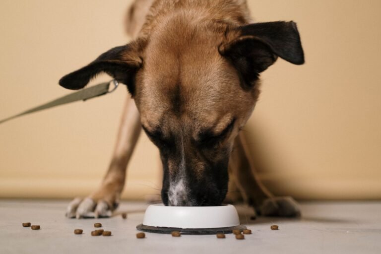 Perro comiendo pienso de su comedero en casa
