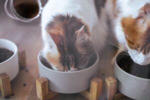 Dos gatos comiendo cada uno de su cuenco en una casa multigato