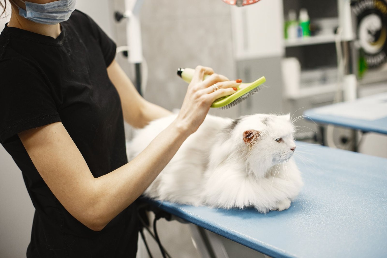 Gato Persa de pelo largo siendo cepillado con cuidado