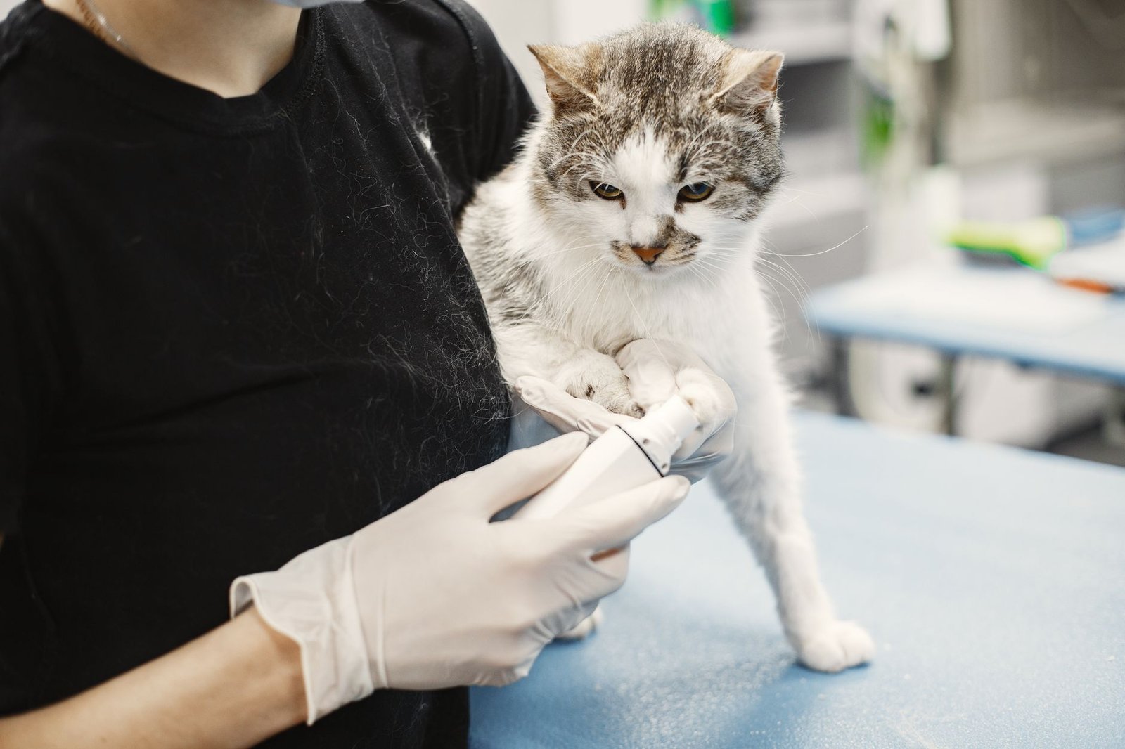 Veterinario examinando a un gato blanco en la consulta