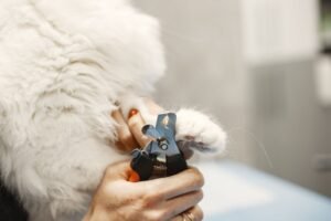 Cortaúñas recortando las uñas de un gato blanco