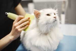 Gato Angora turco de pelo largo siendo cepillado