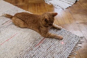 Gato jengibre persiguiendo un punto de láser rojo sobre una alfombra