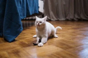 Gato blanco jugando con un juguete en el suelo de casa
