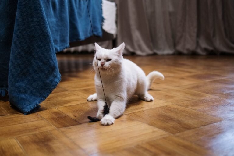 Gato blanco jugando con un juguete en el suelo de casa