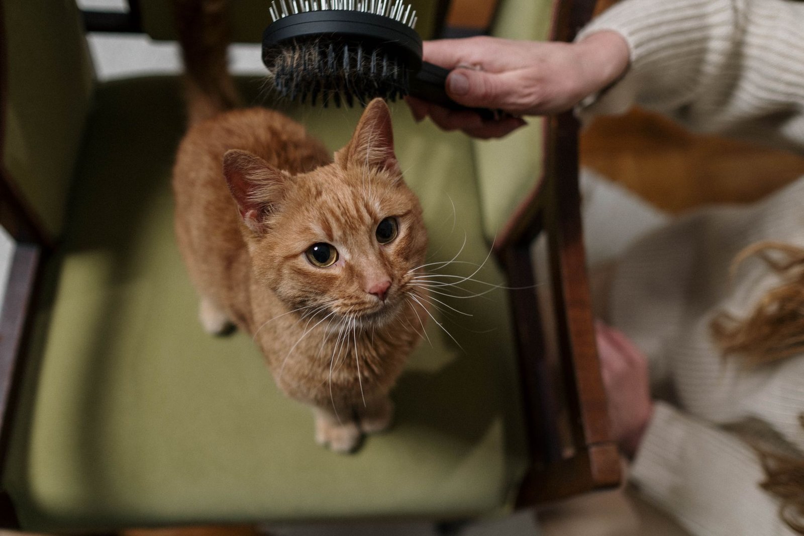 Gato de pelo largo sentado en un sillón mientras lo cepillan