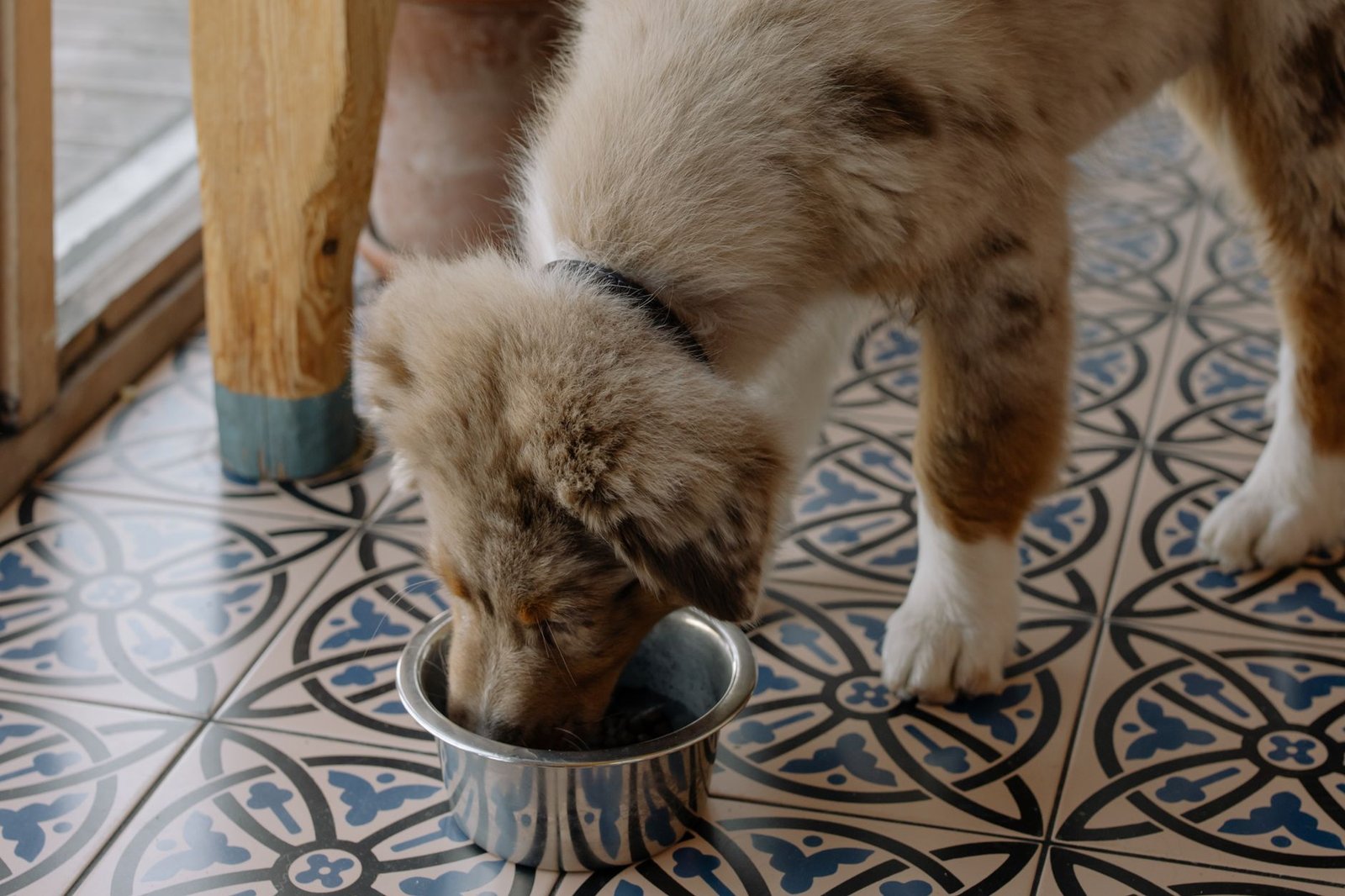 Cachorro comiendo de un comedero metálico en el suelo