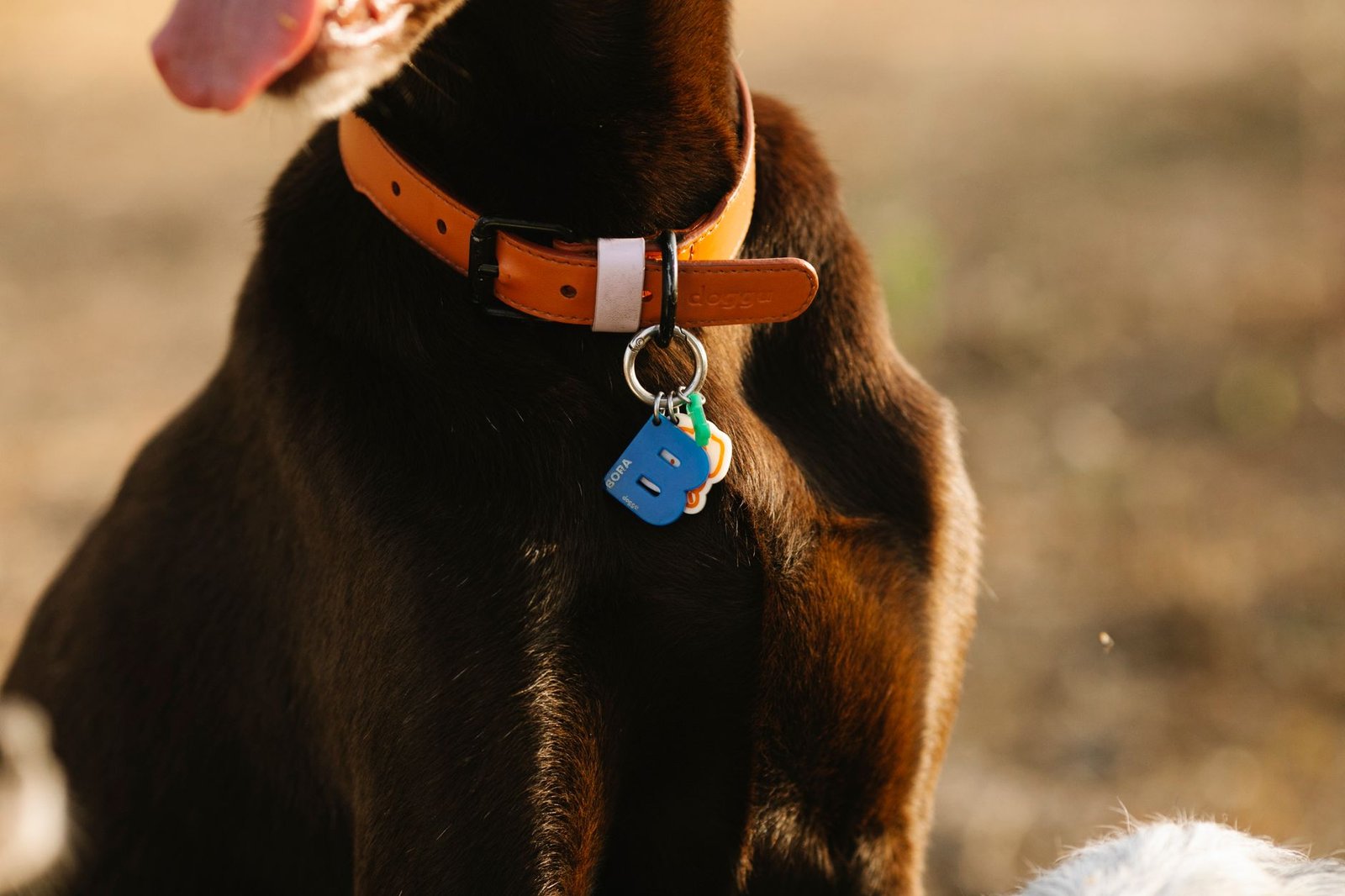 Perro con placa identificativa colgando del collar