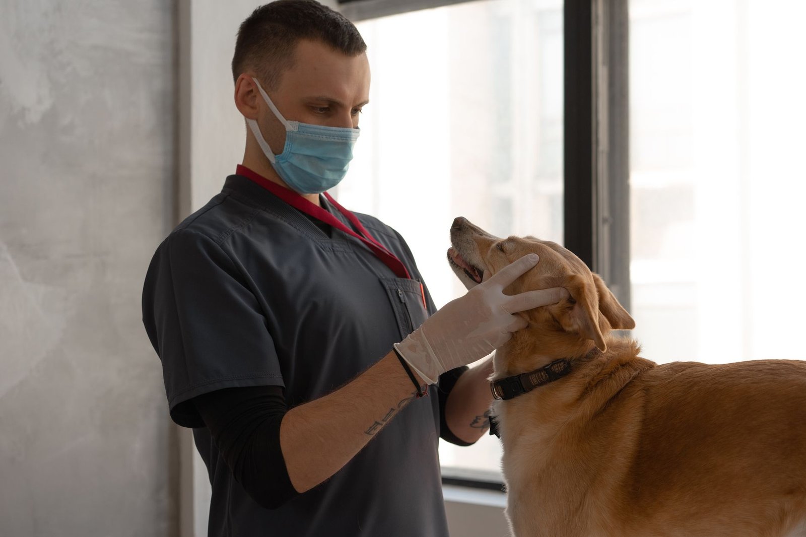 Veterinaria examinando a un perro en una clínica