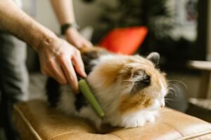 Persona cepillando a un gato con guante de cepillado en casa