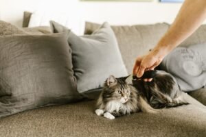 Gato de pelo largo siendo cepillado en casa